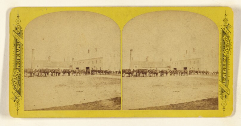 Ox Team, 12 yoke. [Shaker Village, Canterbury, New Hampshire]