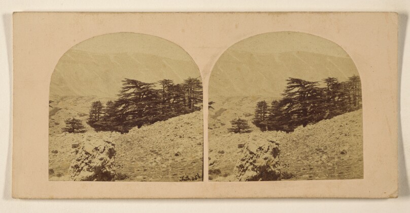 The Cedars of Lebanon.