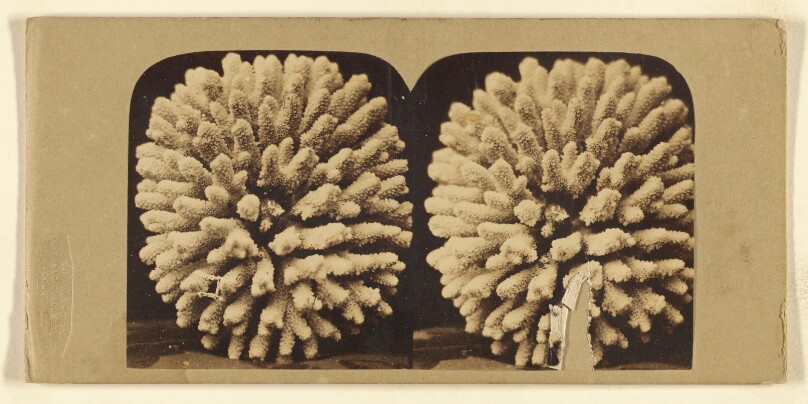 [Coral]