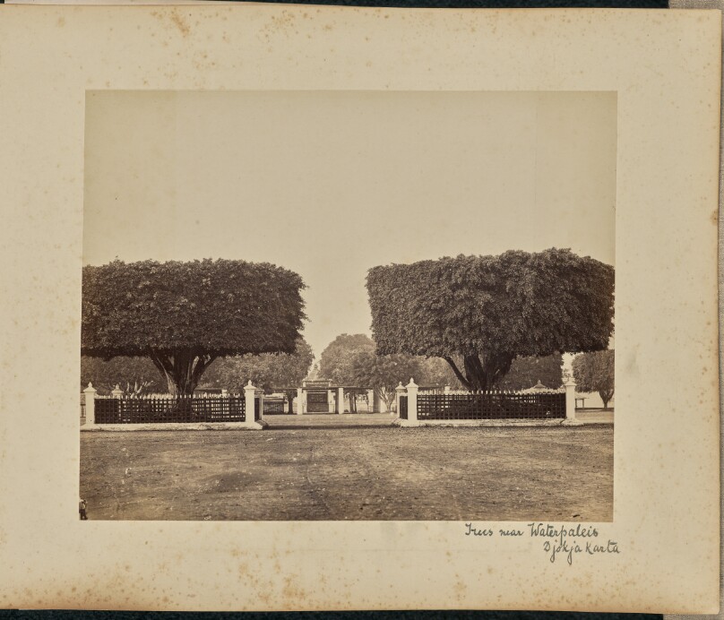 Trees near Waterpaleis. Djokjakarta