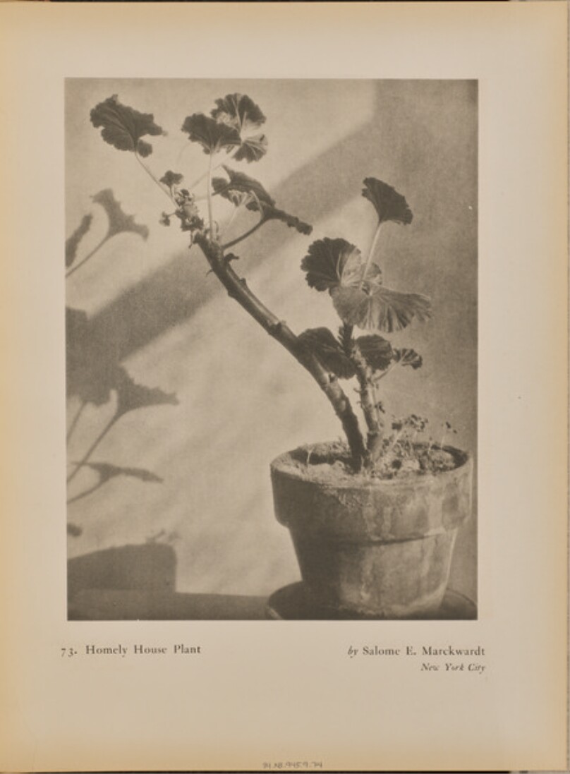 Homely House Plant