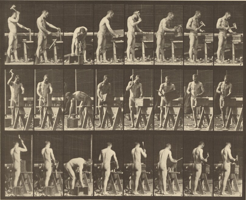Animal Locomotion