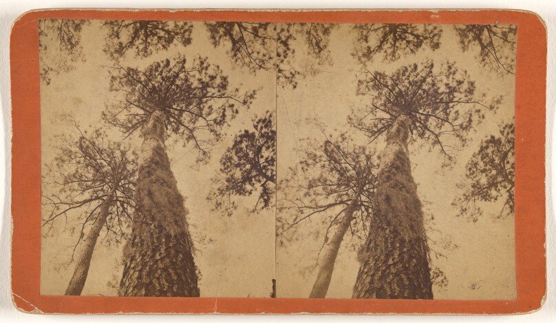 Looking up a Pine Tree.