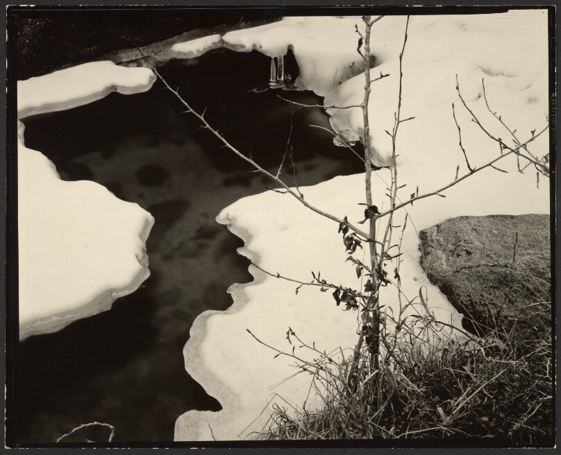 Branch and Snow