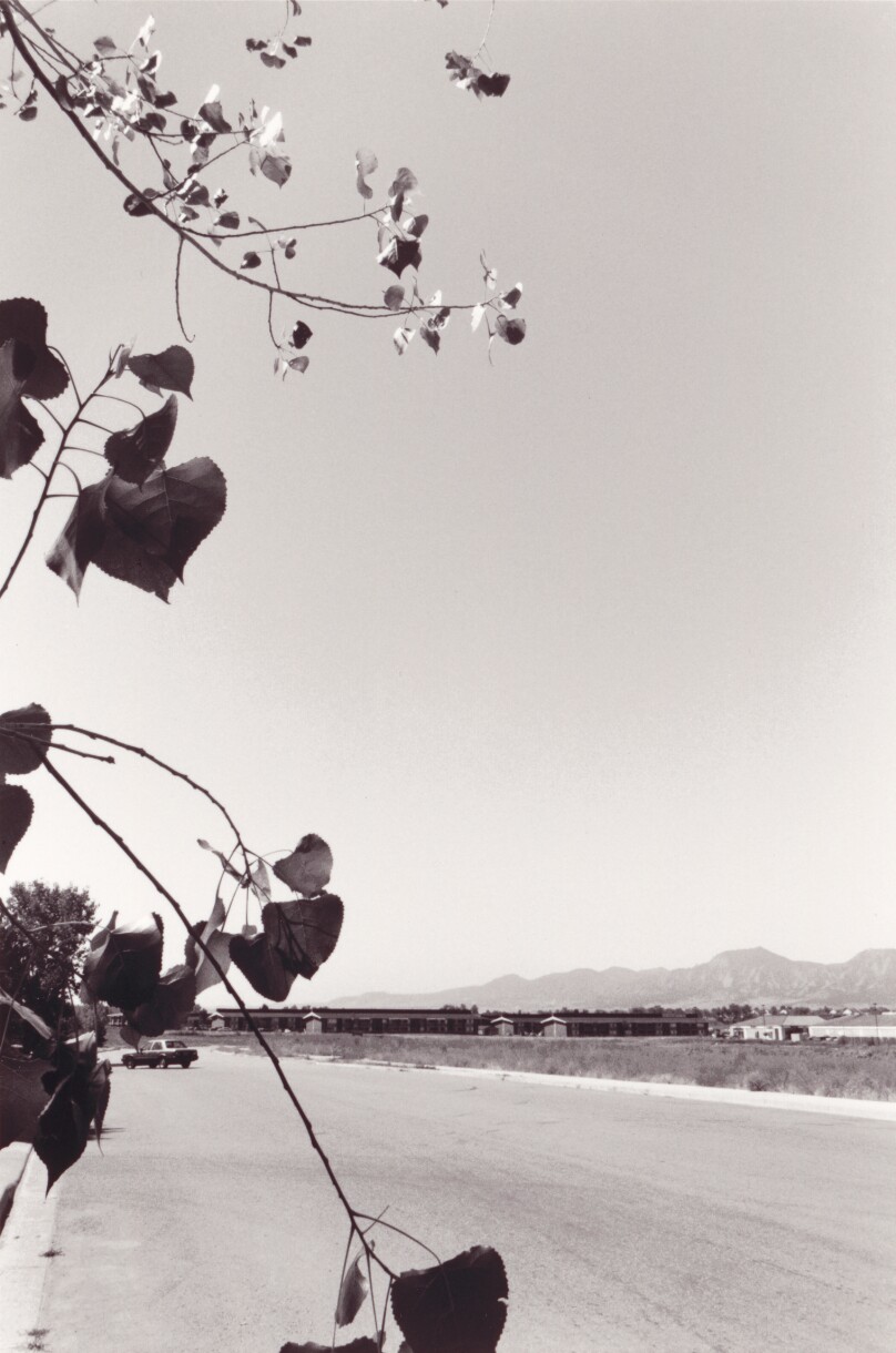Cottonwood Leaves, Boulder County, Colorado