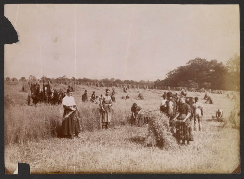 [Farmers harvesting wheat]