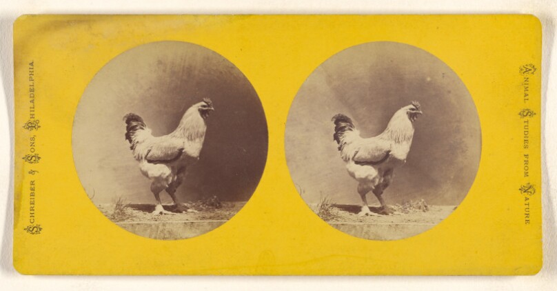[Chicken]
