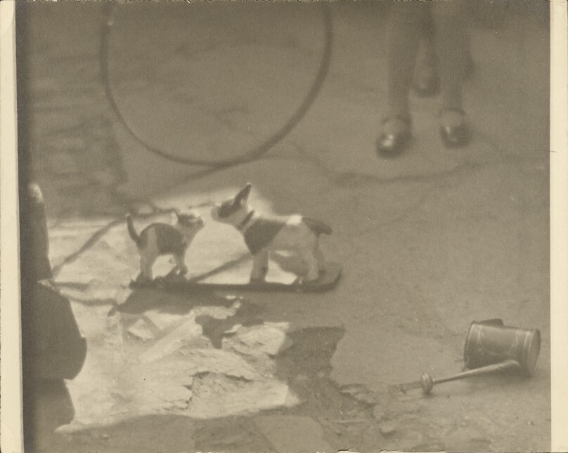 [Dog and cat toys in street]