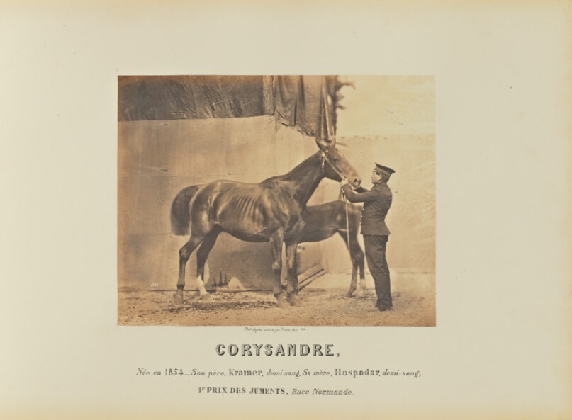 Corysandre