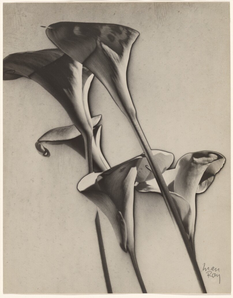 [Calla lilies]