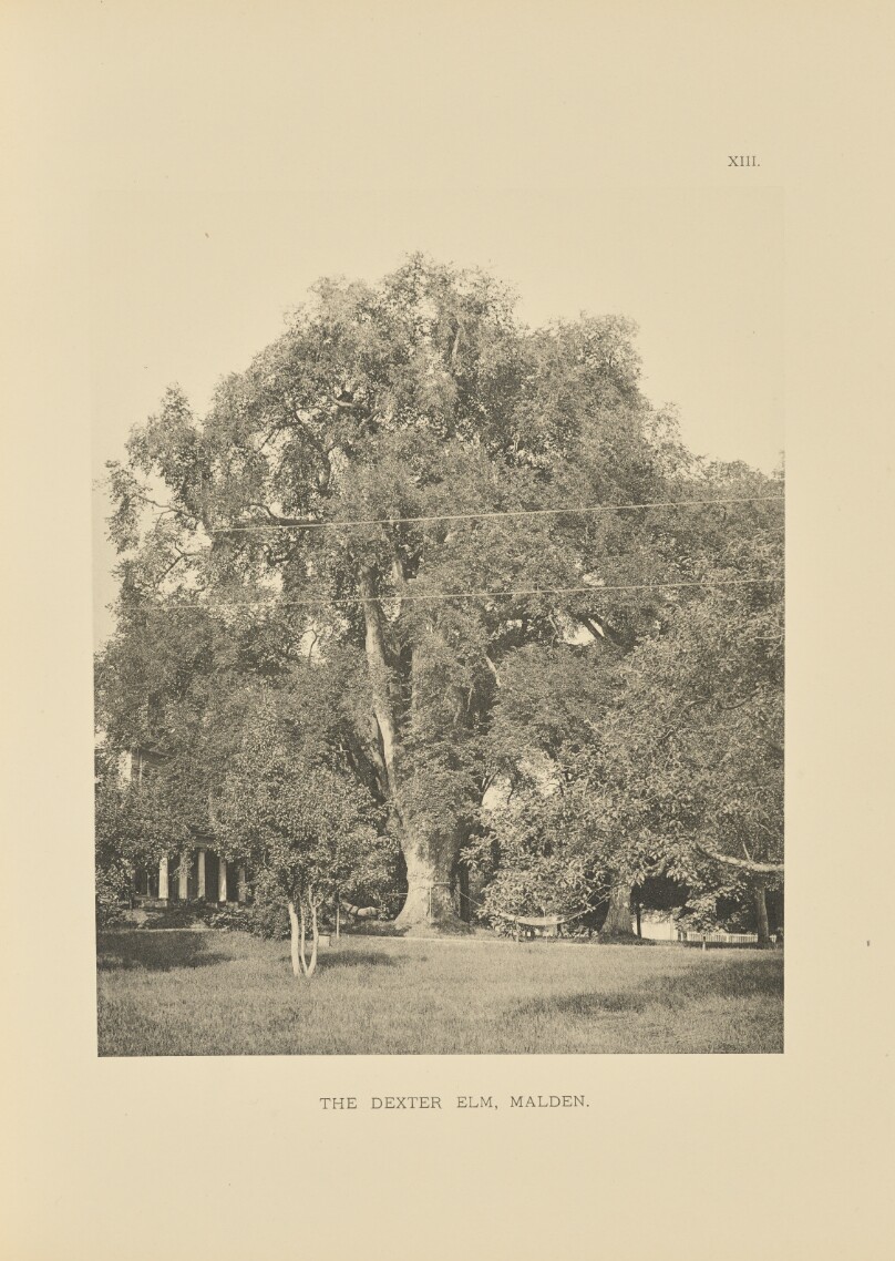 The Dexter Elm, Malden