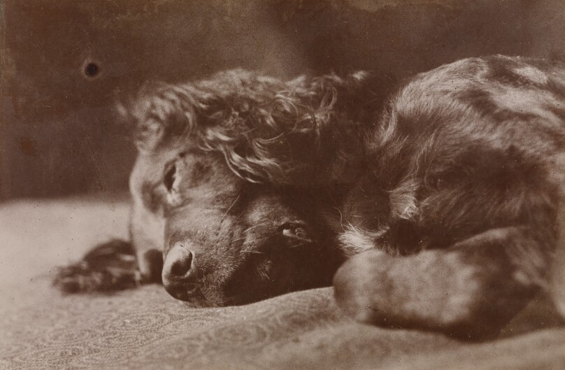Boyce, Portrait of a Setter Dog