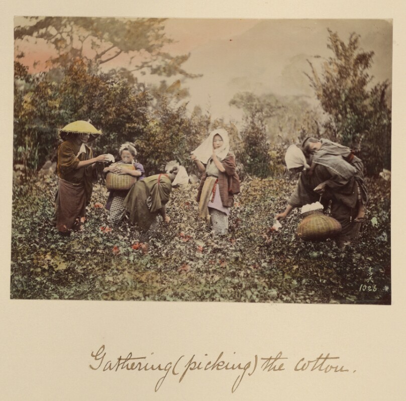 Gathering (Picking) the Cotton