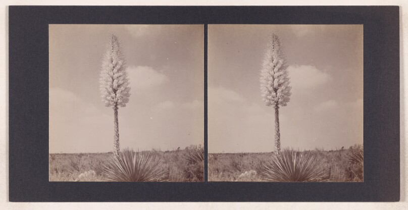 [Century plant]