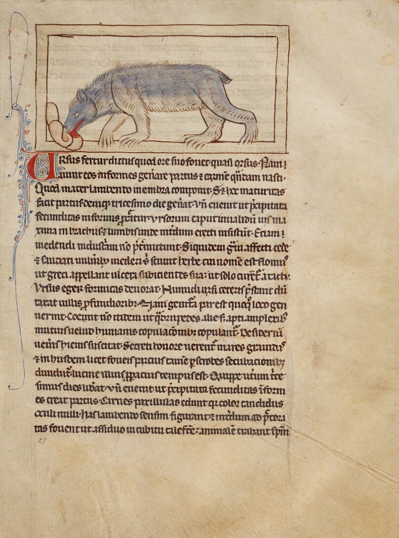 A Bear