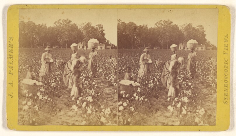 Cotton Field.