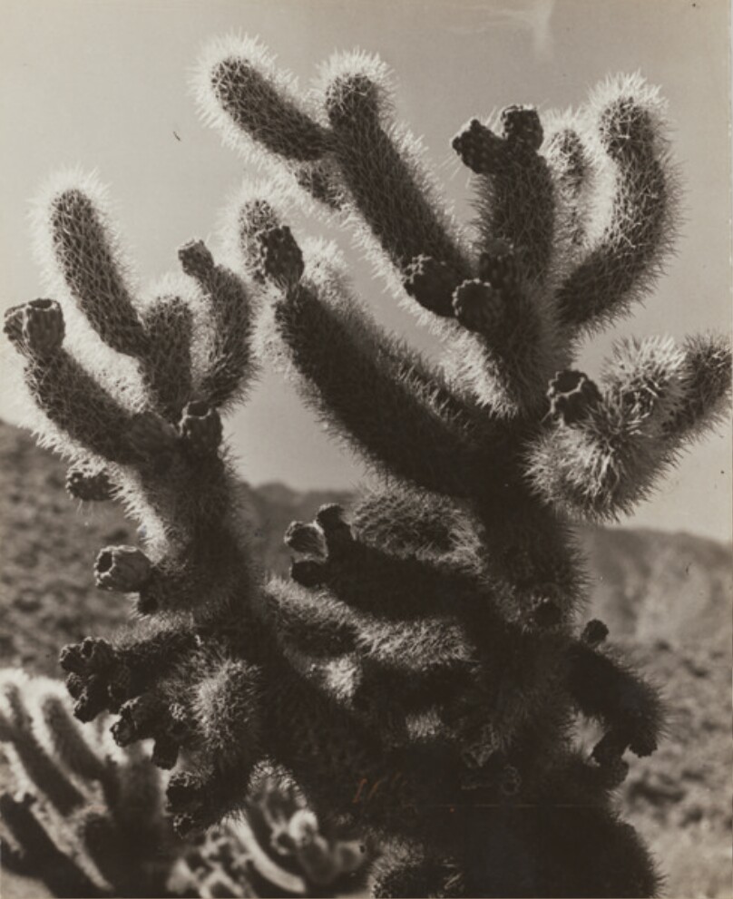 Spiny Palm Springs Cactus. CA