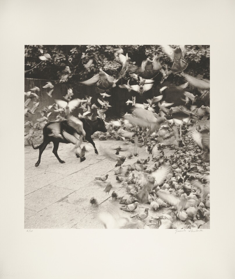 Bull and Flying Pigeons, Jaipur, India