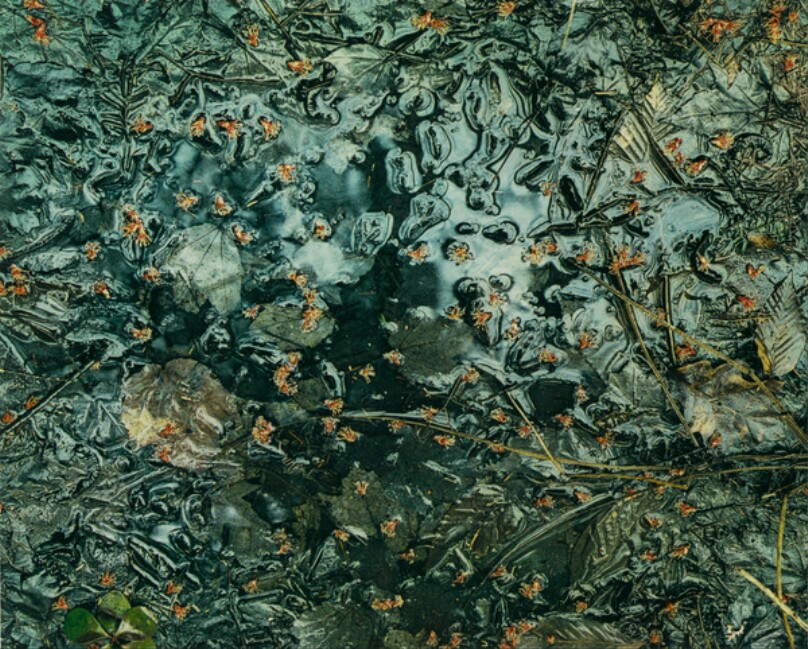 Maple Blossoms in Puddle, Chocorua, New Hampshire