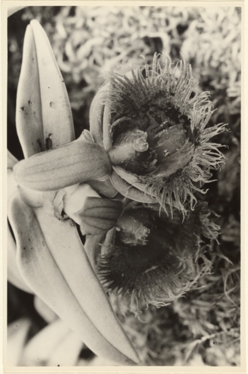 Medusa (tropische Orchidee)