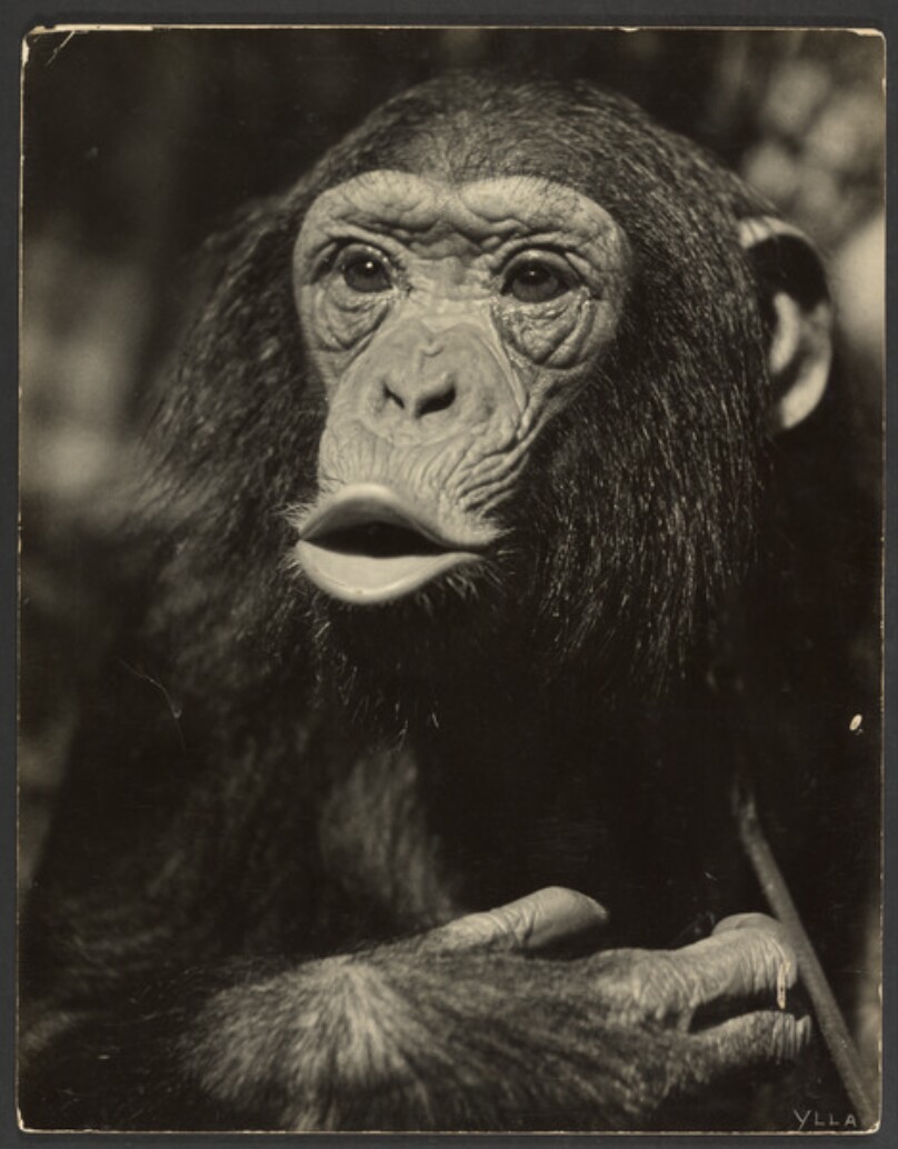 [Monkey]