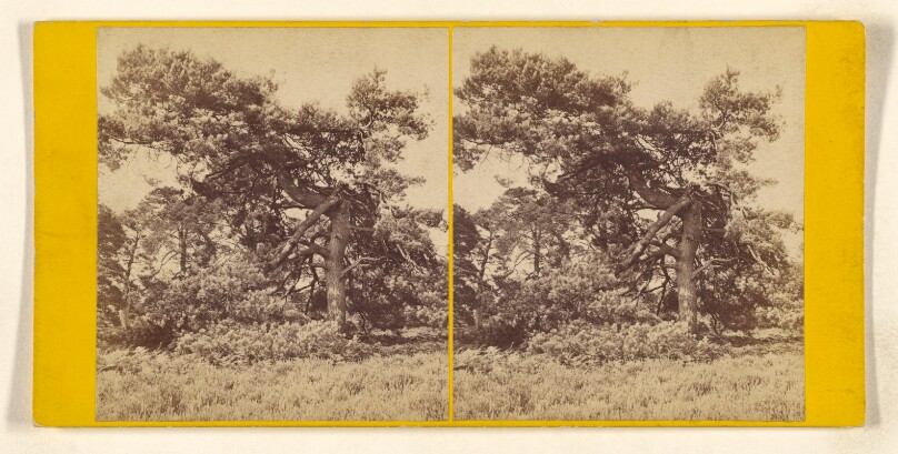 Bramsbill Park, Hants. The Seat of Sir W.H. Cope, Bart. "A Wierd Old Fir."