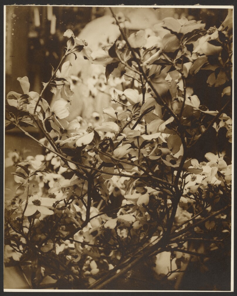 [Dogwood in Bloom]