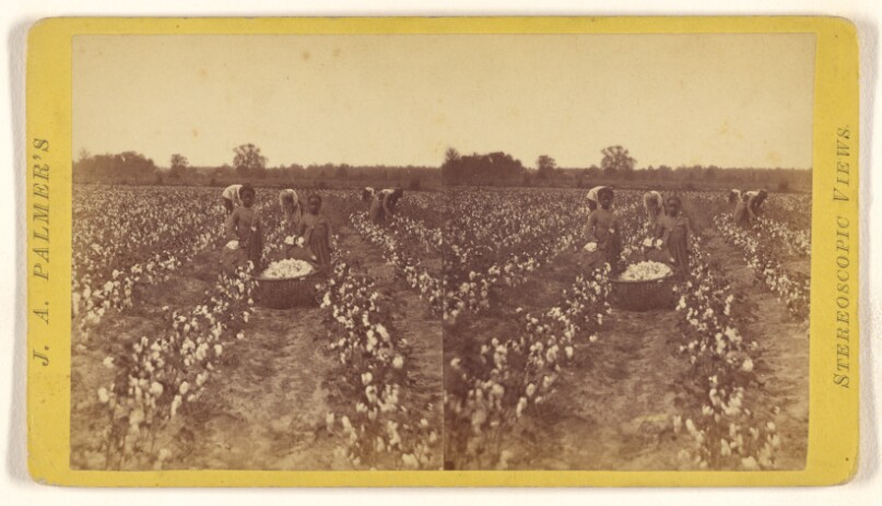 Cotton Field.