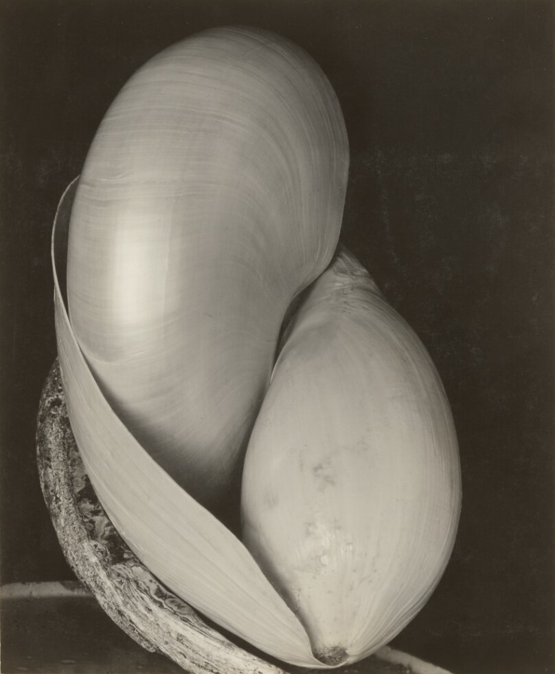 Shells
