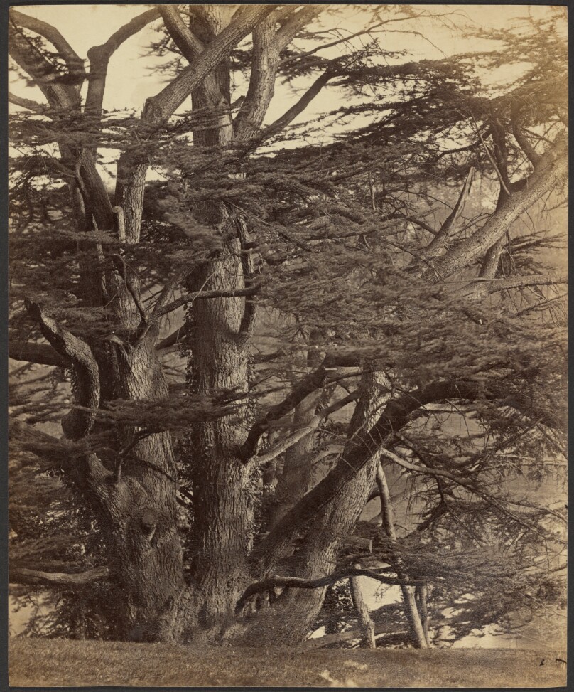 Cedars, Warwick