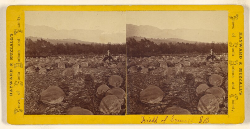 Field of Squash, Santa Barbara [California]