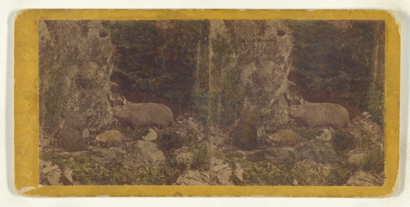 Class I, Order IV, Rodentia. Family Arctomidae. The Woodchuck...