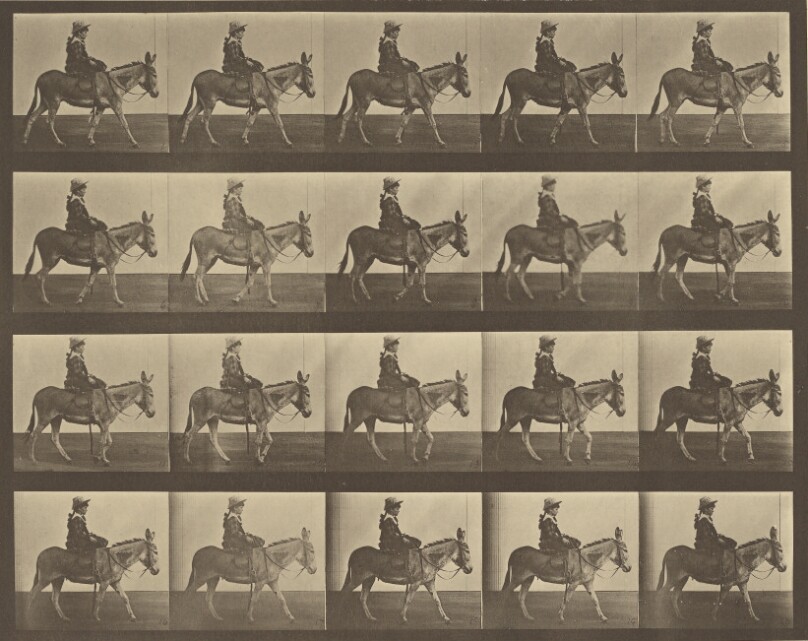 Animal Locomotion