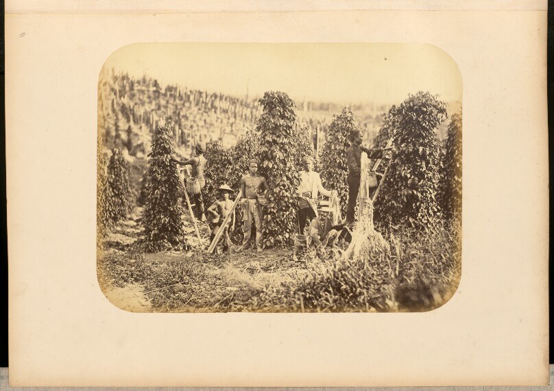 [Workers at a plantation]