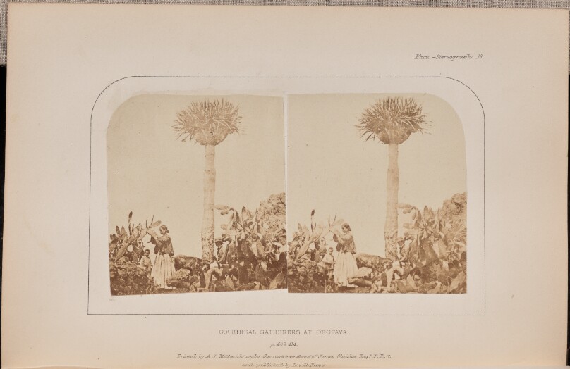 Cochineal gatherers at Orotava