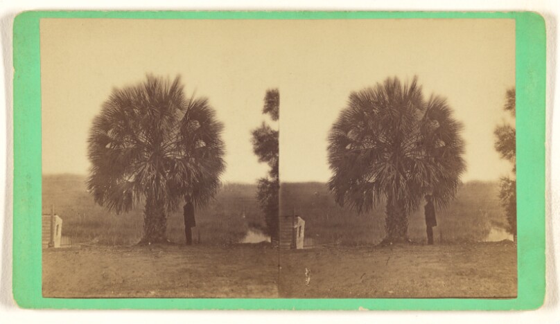 [Palmetto Tree]