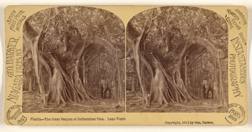 Florida - The Great Banyan or Indiarubber [sic] Tree. Lake Worth.