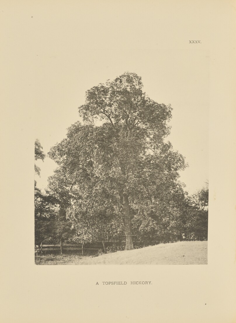 Henry Brooks