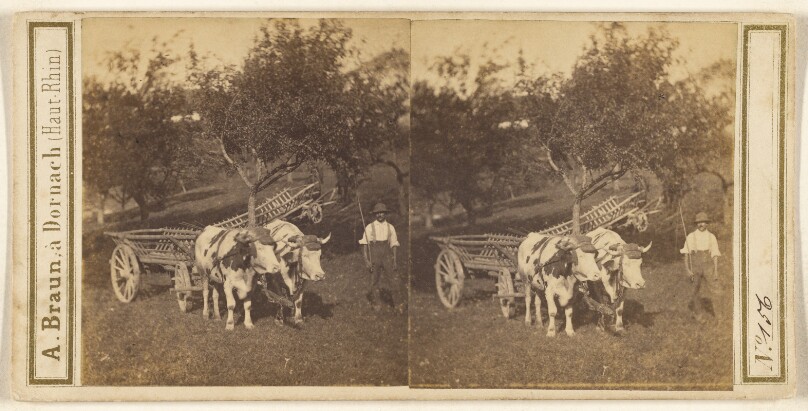 [Man standing next to oxen-drawn cart]