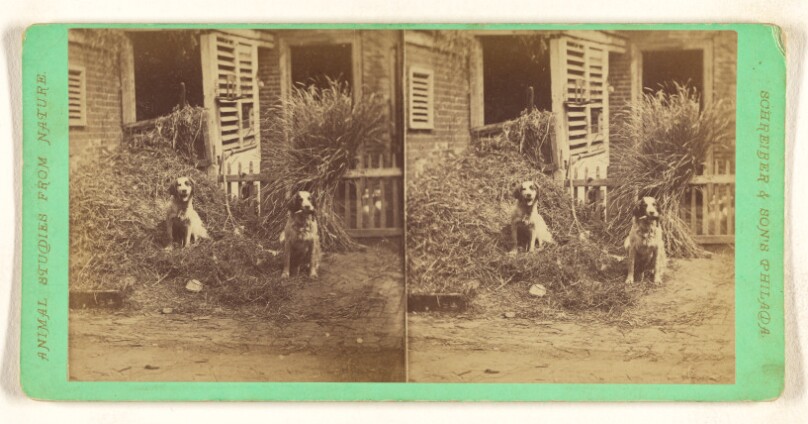 [Two dogs in front yard of a house]