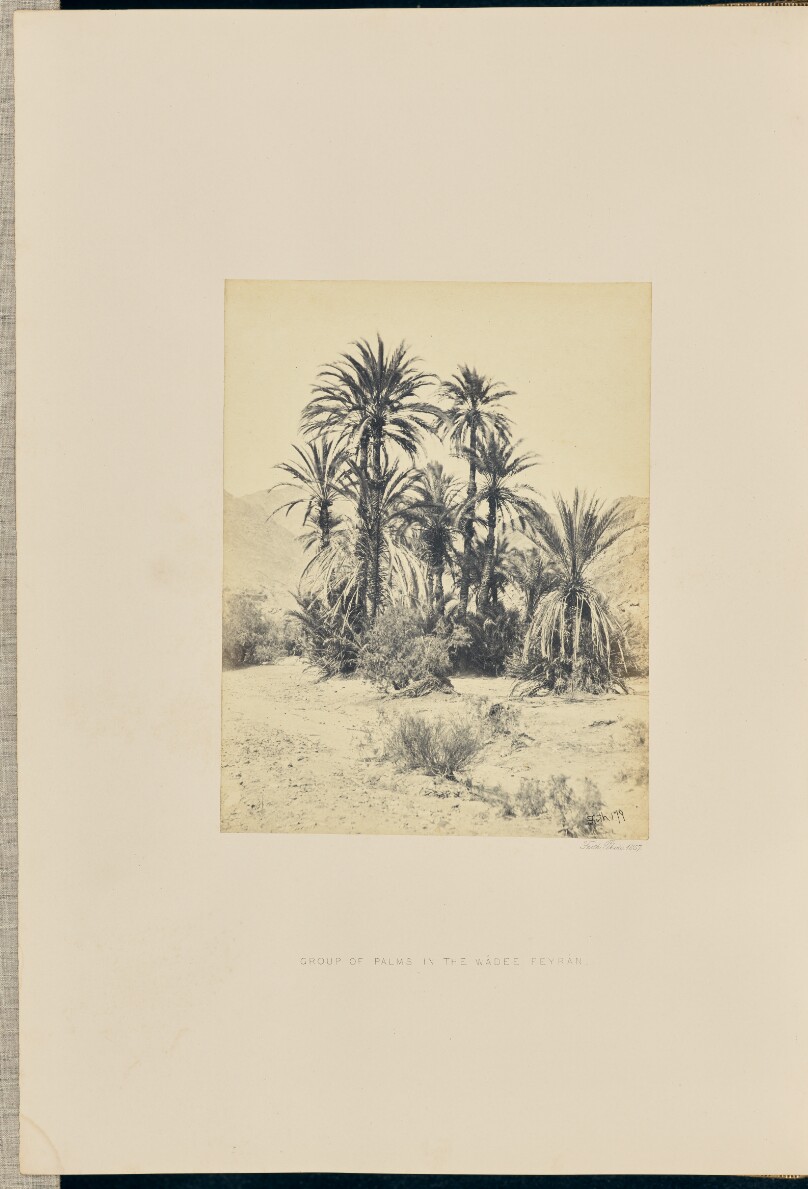 Group of Palms in the Wadee Feyran