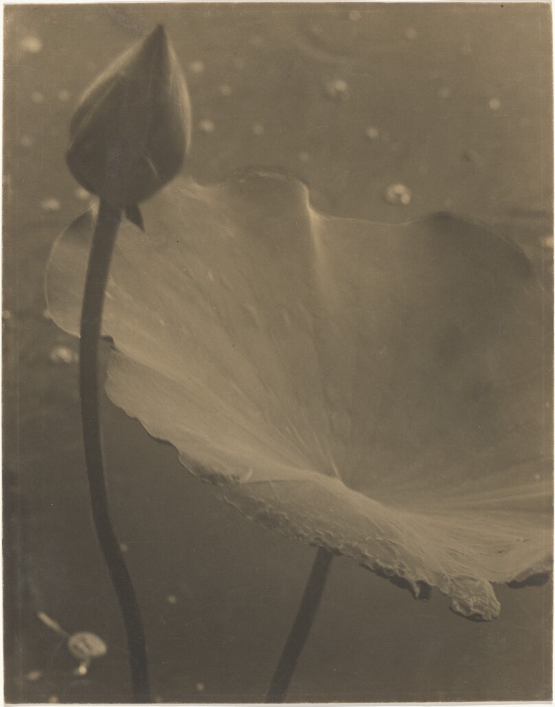 Water Lily