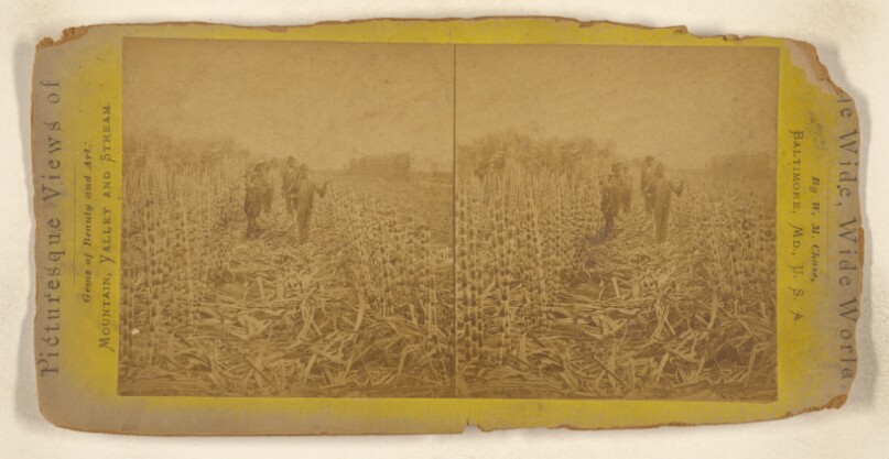 [Group of black boys walking through a sugar cane field]