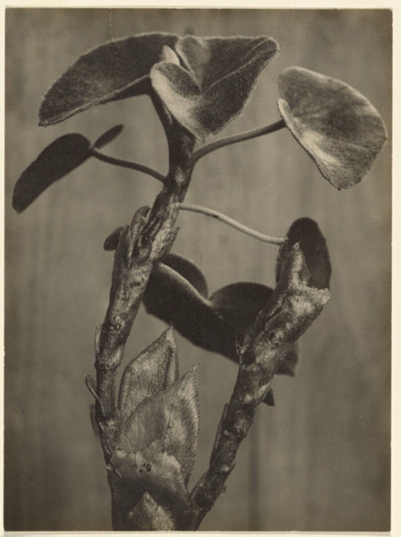 [Plant Study]