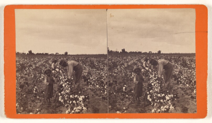 Cotton Field.