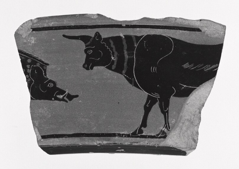 Attic Black-Figure Volute Krater Fragment