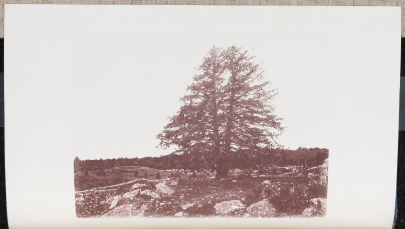 Hemlock standing on a Hillside, near Flax Pond in West Dedham. A tree of extraordinary breadth