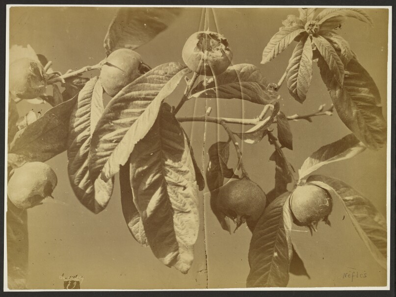 [Medlars]