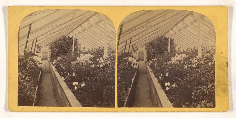 [Interior of a greenhouse, Hartford, Connecticut]