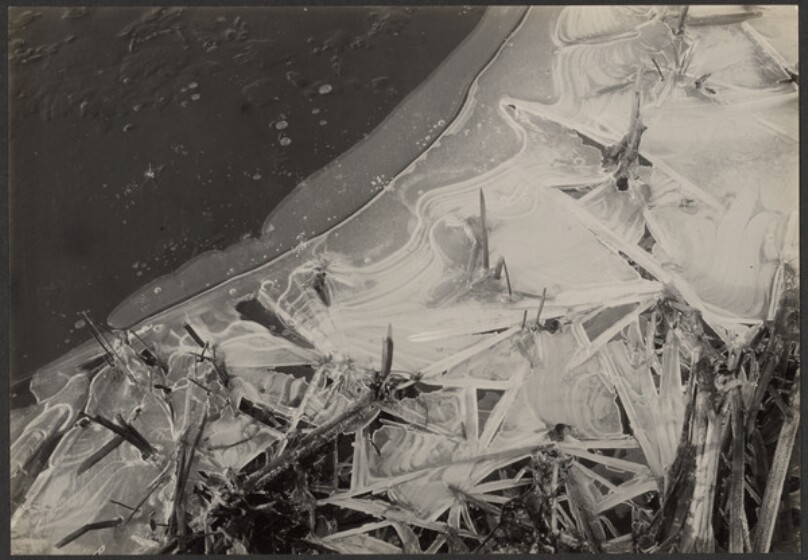 [Shoreline with Plants]